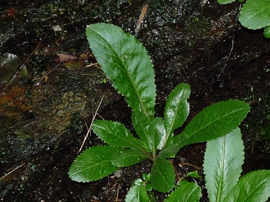 {Micranthes micranthidifolia}